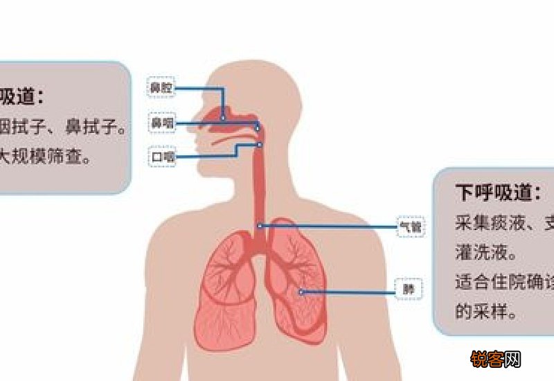 核酸检测阴性就是没感染吗