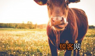 对牛弹琴文言文的道理 对牛弹琴文言文的道理是什么