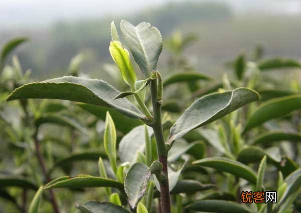 茶树越冬病虫害防治方法