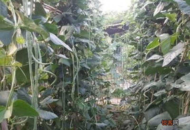 江豆和豇豆的区别