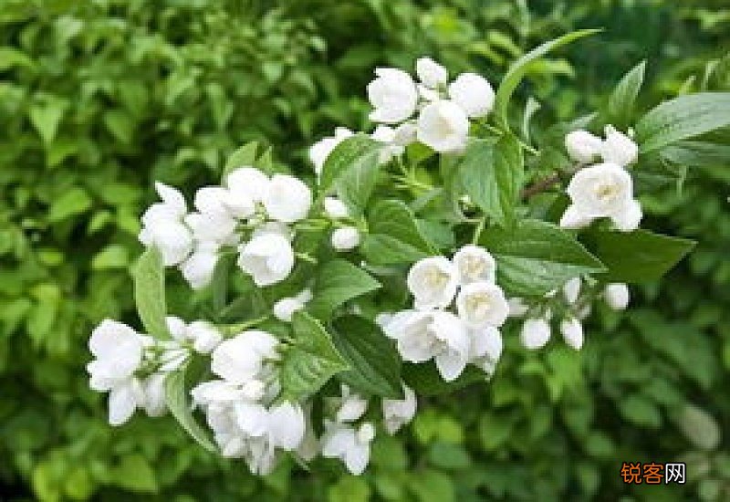 茉莉花花萼数量