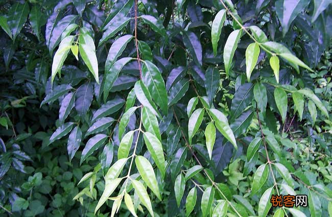 苦丁茶高产栽培技术
