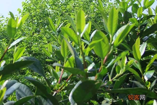 苦丁茶高产栽培技术