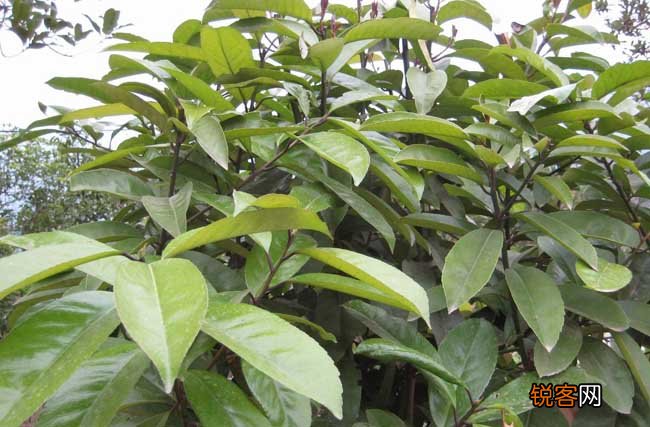 苦丁茶高产栽培技术