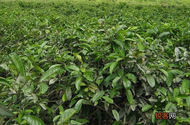 苦丁茶高产栽培技术