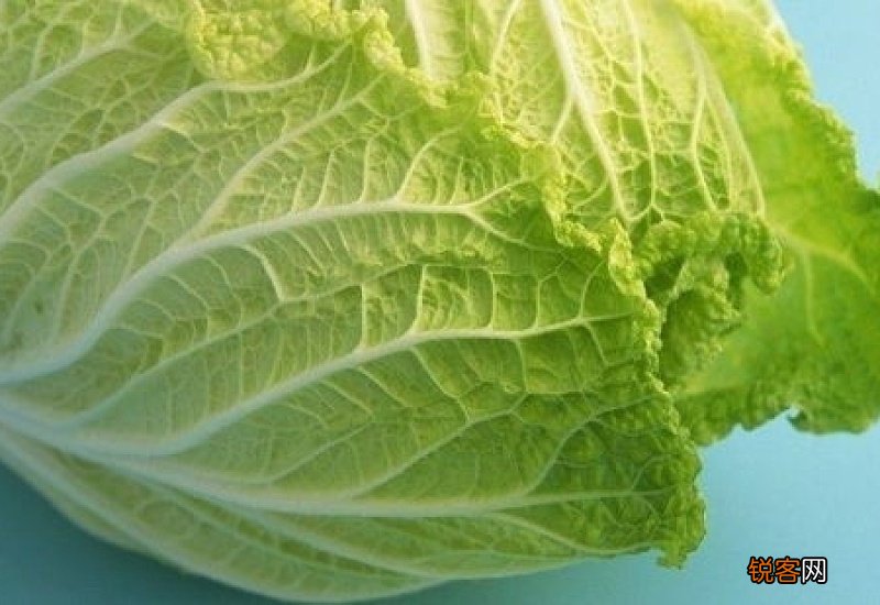 白菜的热量是多少 白菜的热量高吗