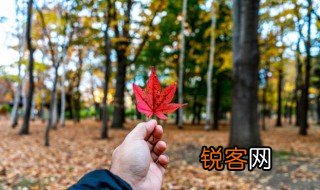一叶什么什么成语 一叶什么什么成语有哪些