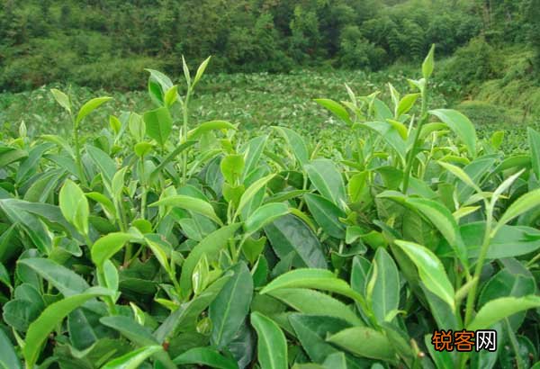 茶花繁殖技术