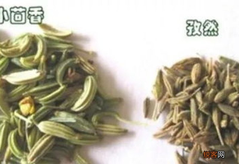孜然和小茴香是一种东西吗