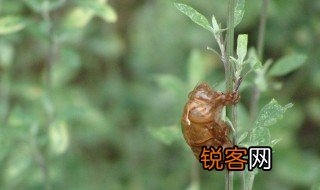 金蝉脱壳的壳是指什么 金蝉脱壳的壳是指什么意思