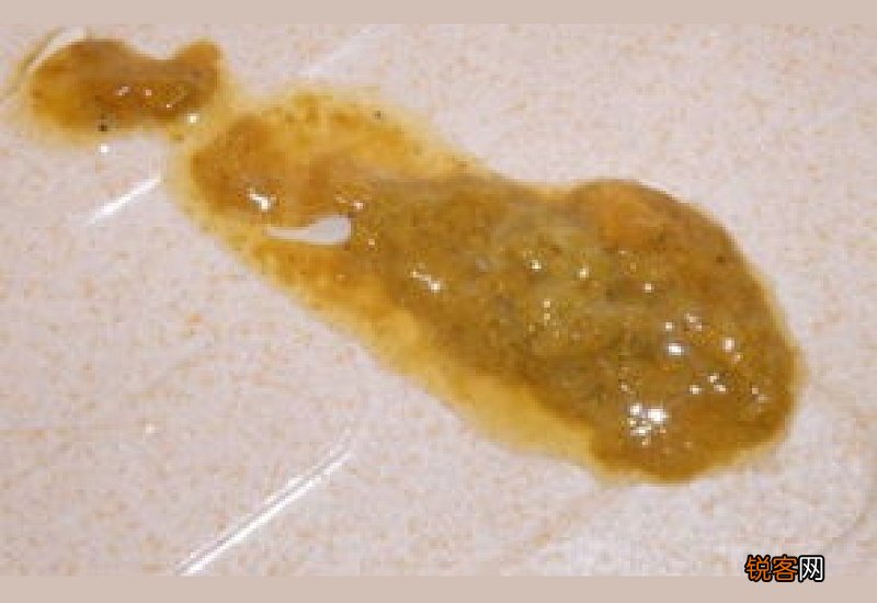 狗狗拉屎颗粒状正常吗