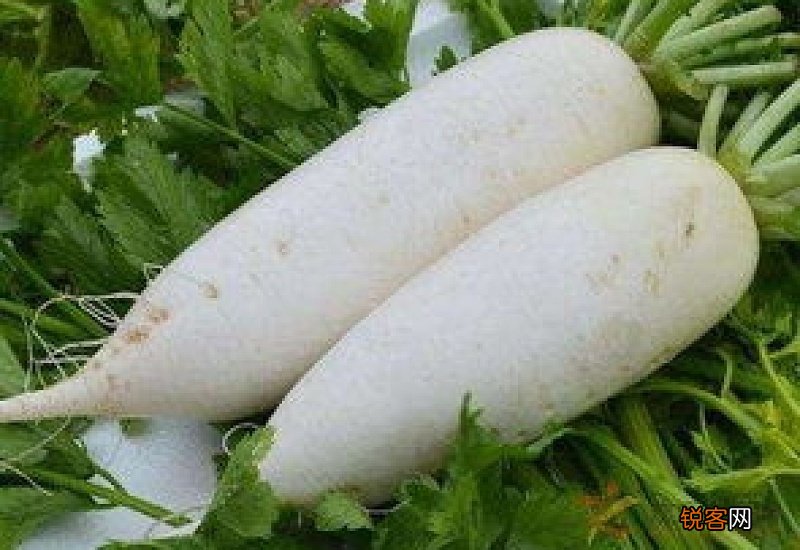 白萝卜是什么属性的食物 哪些人不适合吃白萝卜