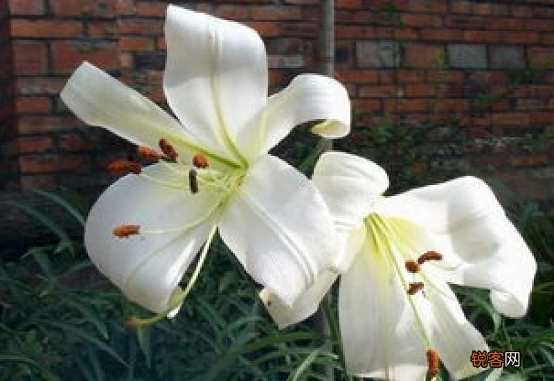百合干是百合花的哪个部分