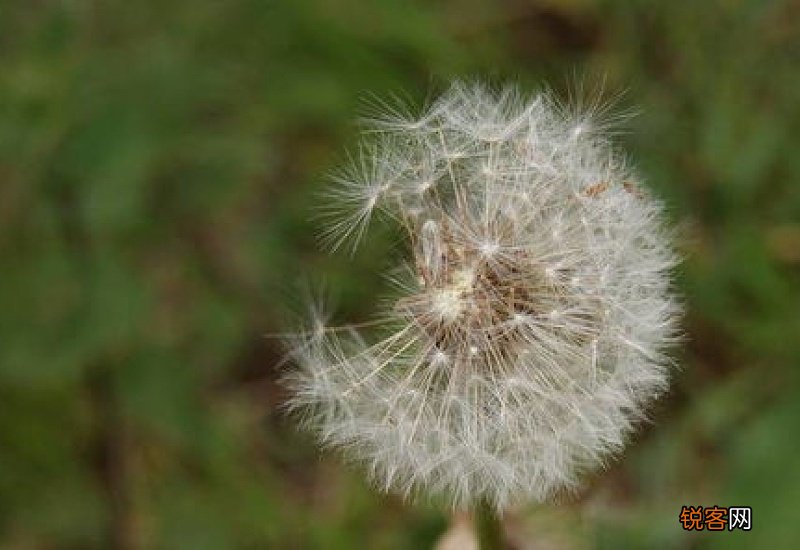 蒲公英根熬水洗澡的功效 用蒲公英水给宝宝洗澡可以吗
