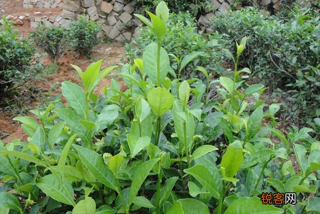 茶树栽植的茶籽直播和茶苗移栽技术