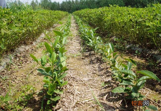 茶树栽植的茶籽直播和茶苗移栽技术