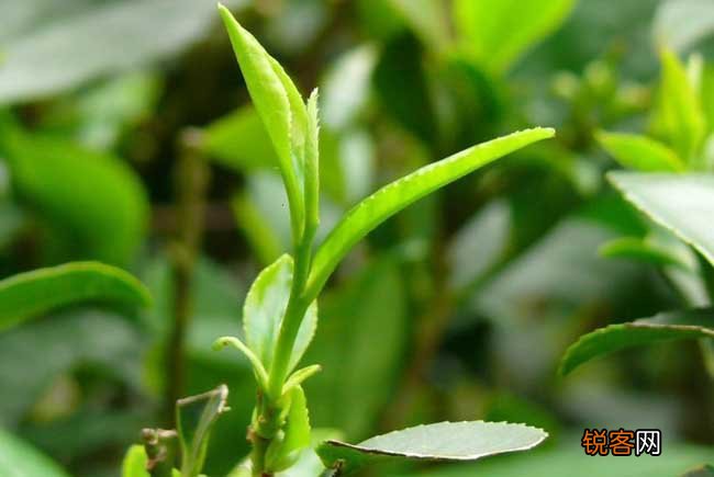 贵州山区茶树栽培技术