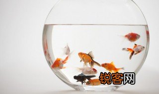 fish怎么读 fish是怎样读