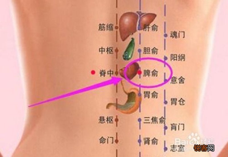 脾俞的功效与作用是什么
