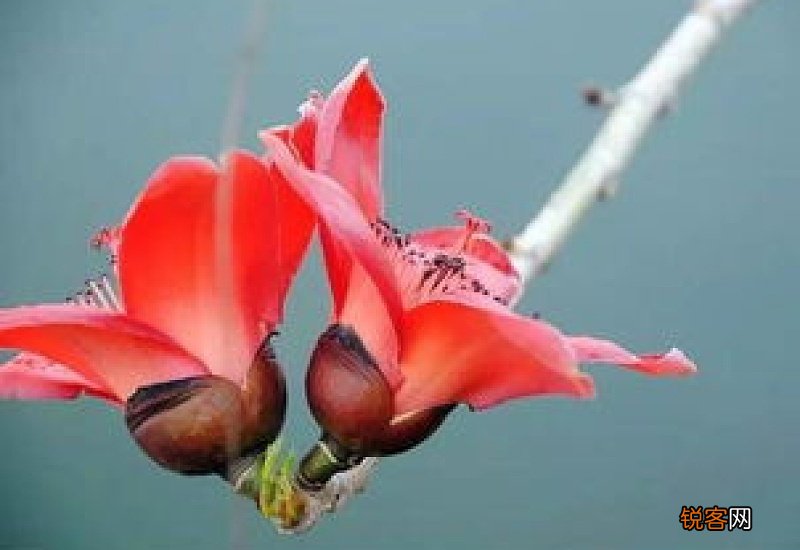 木棉花对痔疮的功效与作用 木棉花对痔疮怎么用