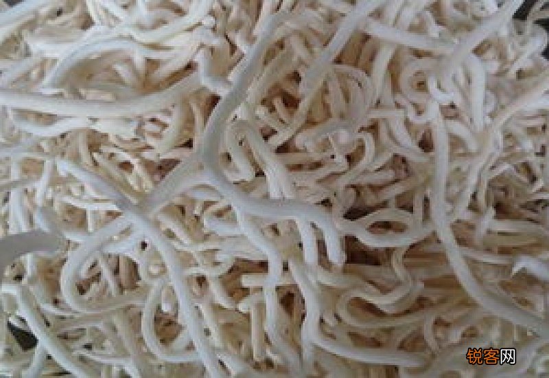 王不留行和通草可以泡水喝吗