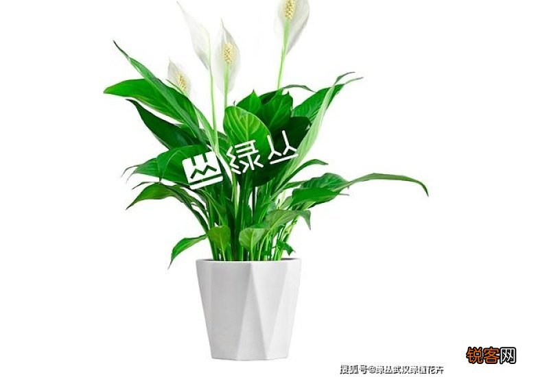 白掌花变绿了怎么办