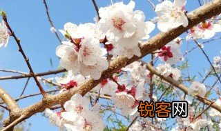 桃李之年是指多少岁 桃李之年简单介绍