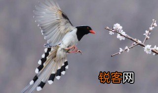 喜上眉梢是什么动物 喜上眉梢出自哪呢