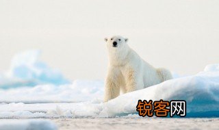 动物园英语怎么读 动物园的英语是什么