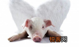 猪的英文怎么写 猪的英文是什么