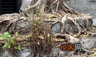老树盘根什么意思啊 老树盘根的含义