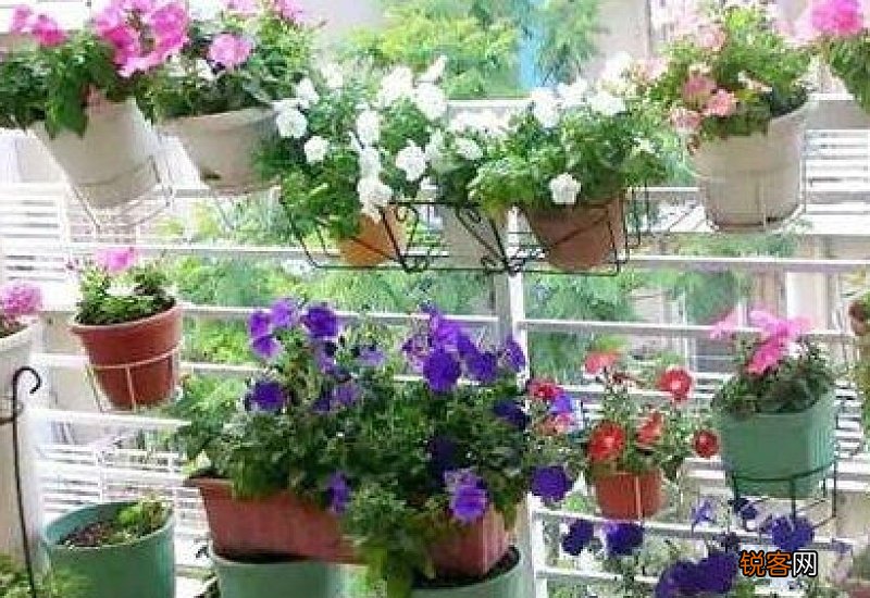 什么水浇花花长的旺