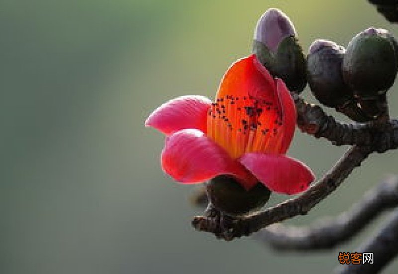 木棉花煲什么清热祛湿 木棉花会引起过敏吗