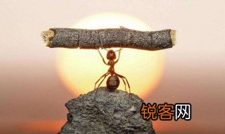 蚍蜉撼大树是什么意思 什么是蚍蜉撼大树