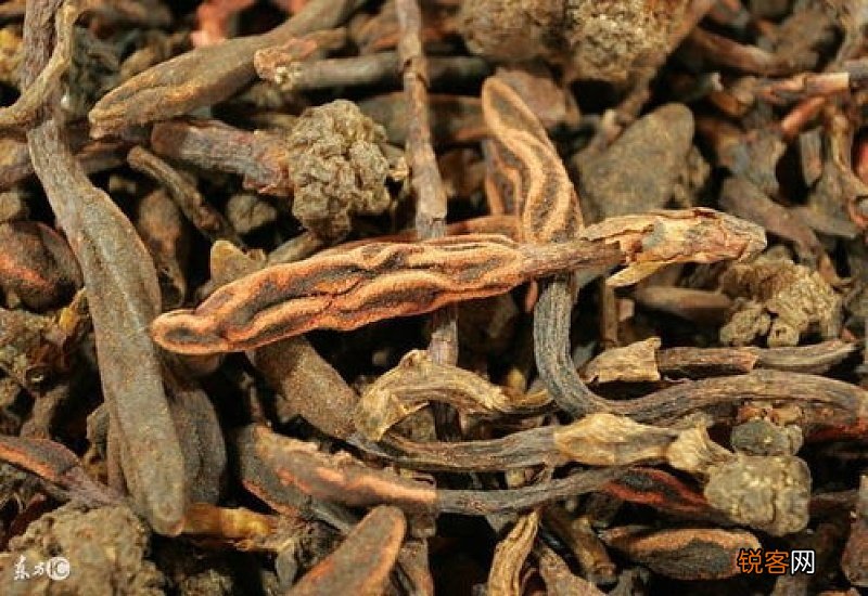 肉苁蓉泡酒切片好还是整根好