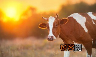 三牛精神的作文提纲 三牛精神的作文提纲有哪些