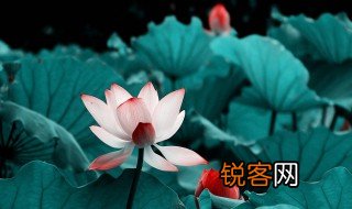 关于荷的古诗 关于荷的古诗有哪些
