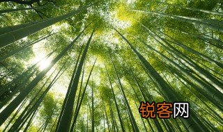 描写竹子的诗句古诗 描写竹子的诗句精选