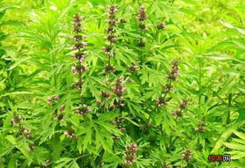 新鲜益母草可以吃吗 新鲜益母草泡水喝好吗