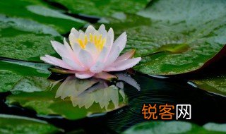 不解藏踪迹浮萍一道开一道开是什么意思 不解藏踪迹浮萍一道开一道开的解释