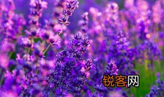 关于花的诗句古诗 有关花的诗句古诗