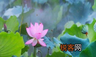关于莲的古诗 关于莲的三首古诗