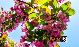 关于花的古诗有哪些 关于花的古诗