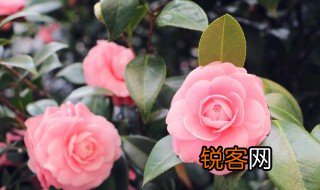 芬芳迷人是什么意思 芬芳迷人的解释