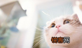 做一只有礼貌的猫是什么梗啥意思 做一只有礼貌的猫的意思