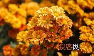 关于菊花的古诗 关于菊花的古诗精选