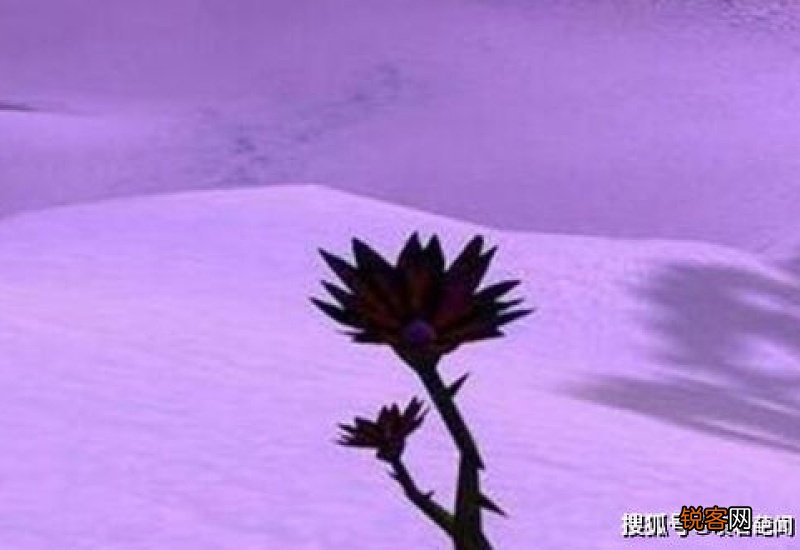 黑莲花是什么意思