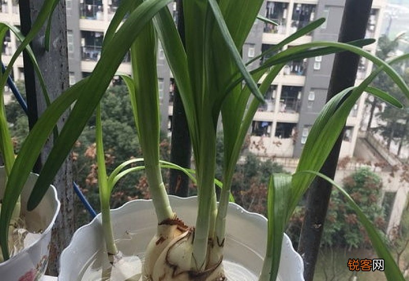 水仙疯长不开花怎么办