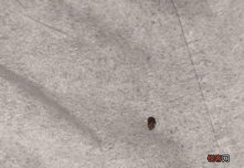 床上一毫米褐色的小虫子 床上有小虫子怎么消灭