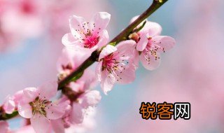 描写桃花的诗词名句有哪些 描写桃花的诗词名句精选